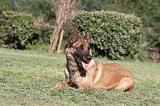 MALINOIS 1139